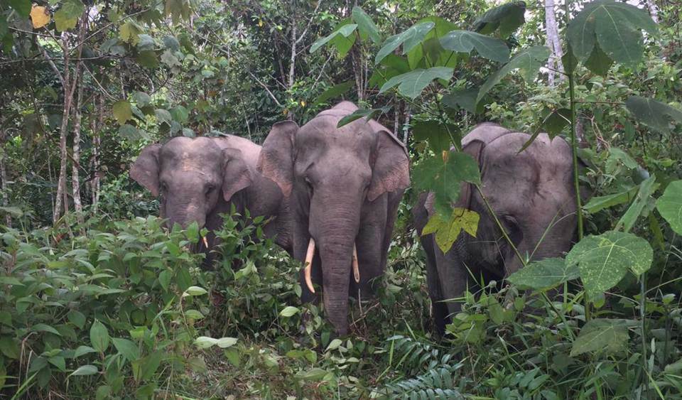 30-40 gajah liar daripada lima kumpulan dikenal pasti di seluruh Johor