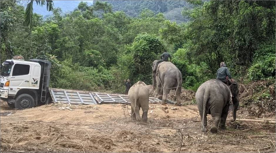 Perhilitan Kelantan tangkap tujuh ekor gajah liar di Jeli