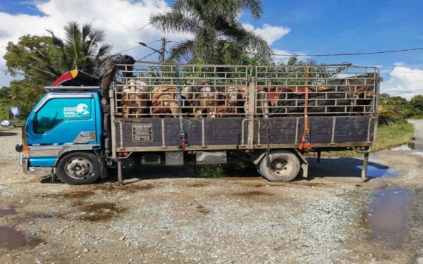 Cubaan seludup 12 lembu dari Thailand pada awal pagi gagal