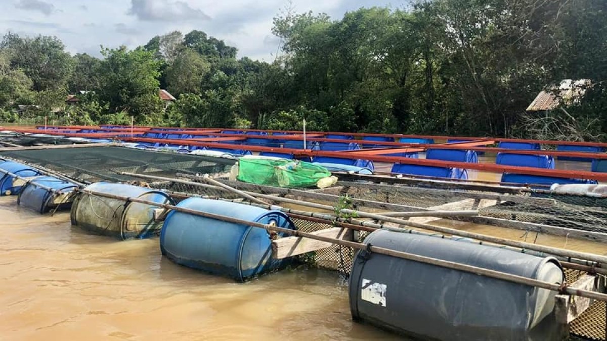 penternak ikan sangkar