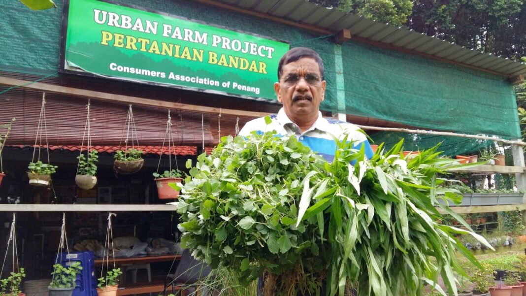 Tanam sayur