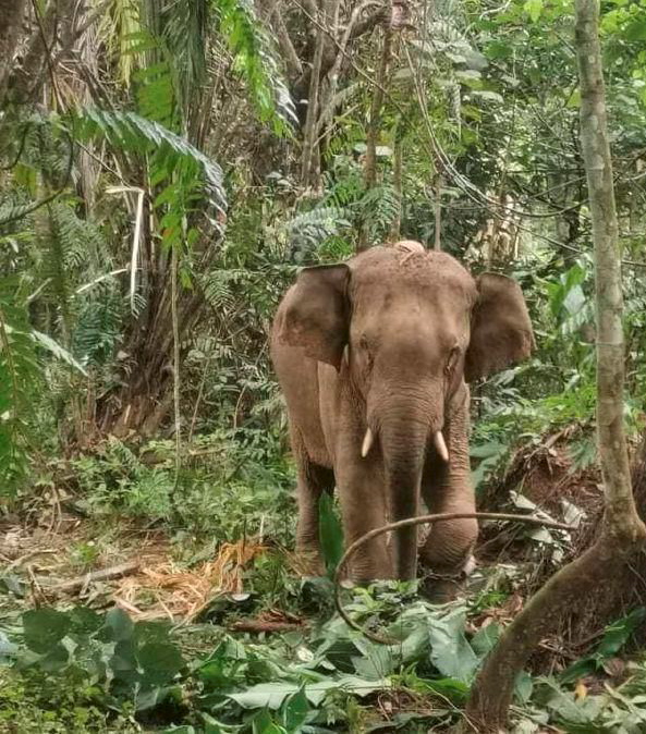 Remaja Orang Asli maut diserang gajah liar