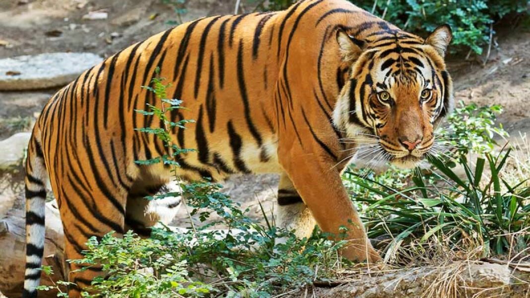 rimau kolar penjejak malaya perhilitan harimau kelantan malaya