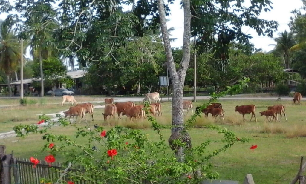 lembu raya