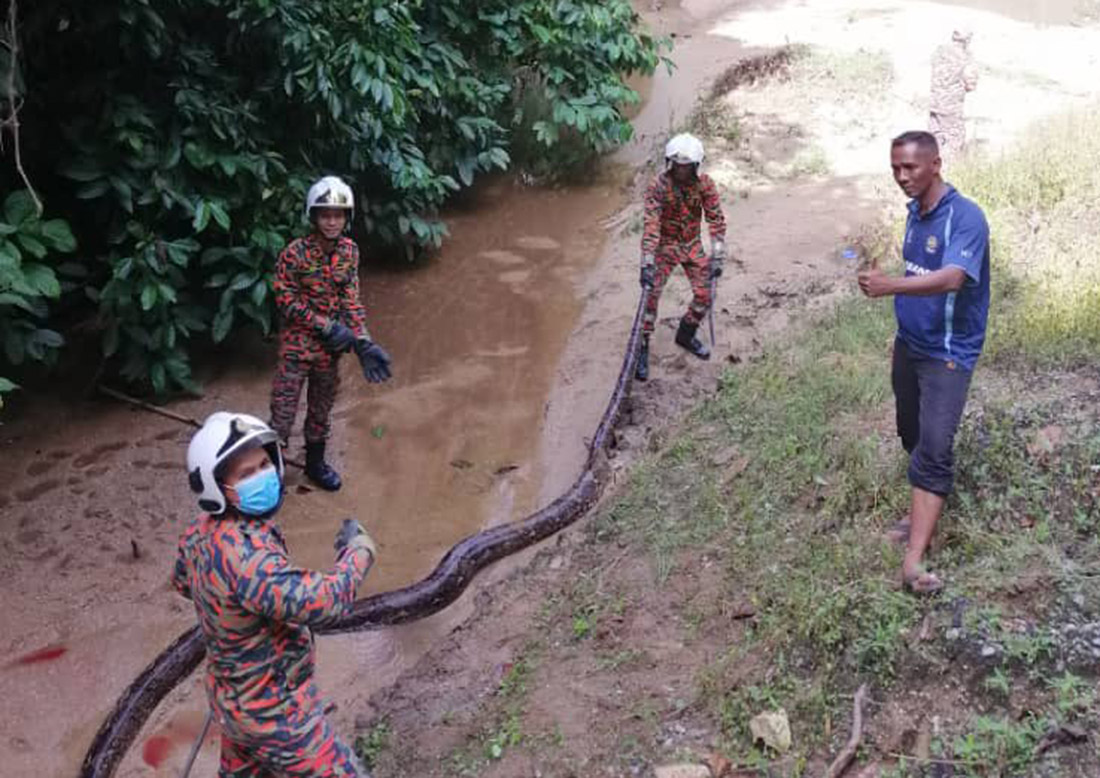 Ular sawa 50 kg, 6 meter ditangkap di Lenggong