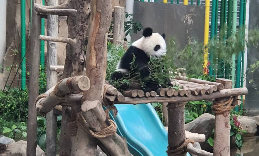 sheng yi kung fu panda