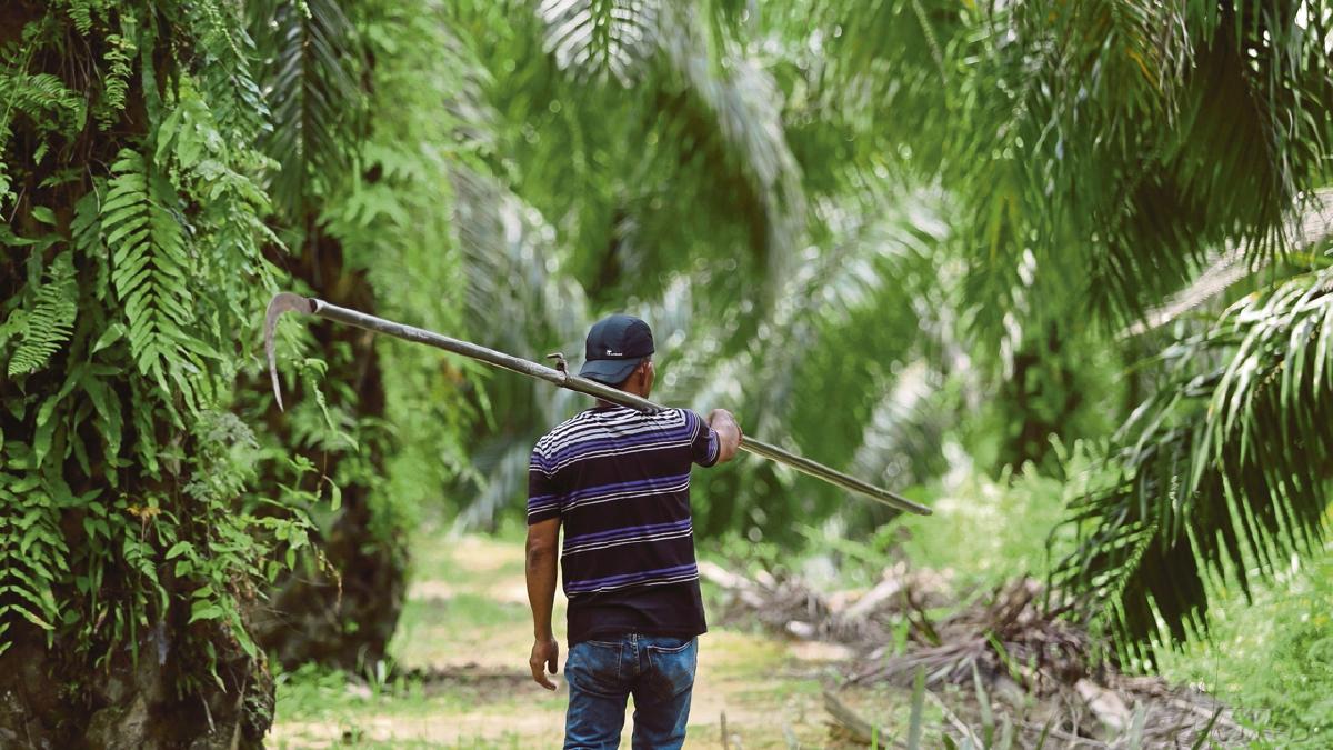 Warga Felda bantah keputusan naikkan elaun pengerusi, ahli pengarah FGV