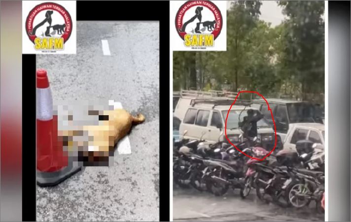 Lelaki bertindak kejam bunuh anjing terbiar dengan panah