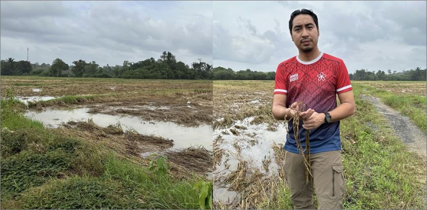 Bendang rosak, pesawah terkesan punca rezeki terjejas akibat banjir