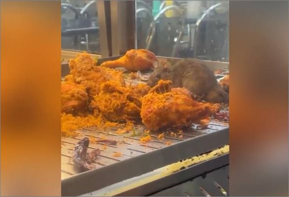 Tikus ‘jamu’ ayam goreng: Restoran ditutup 14 hari