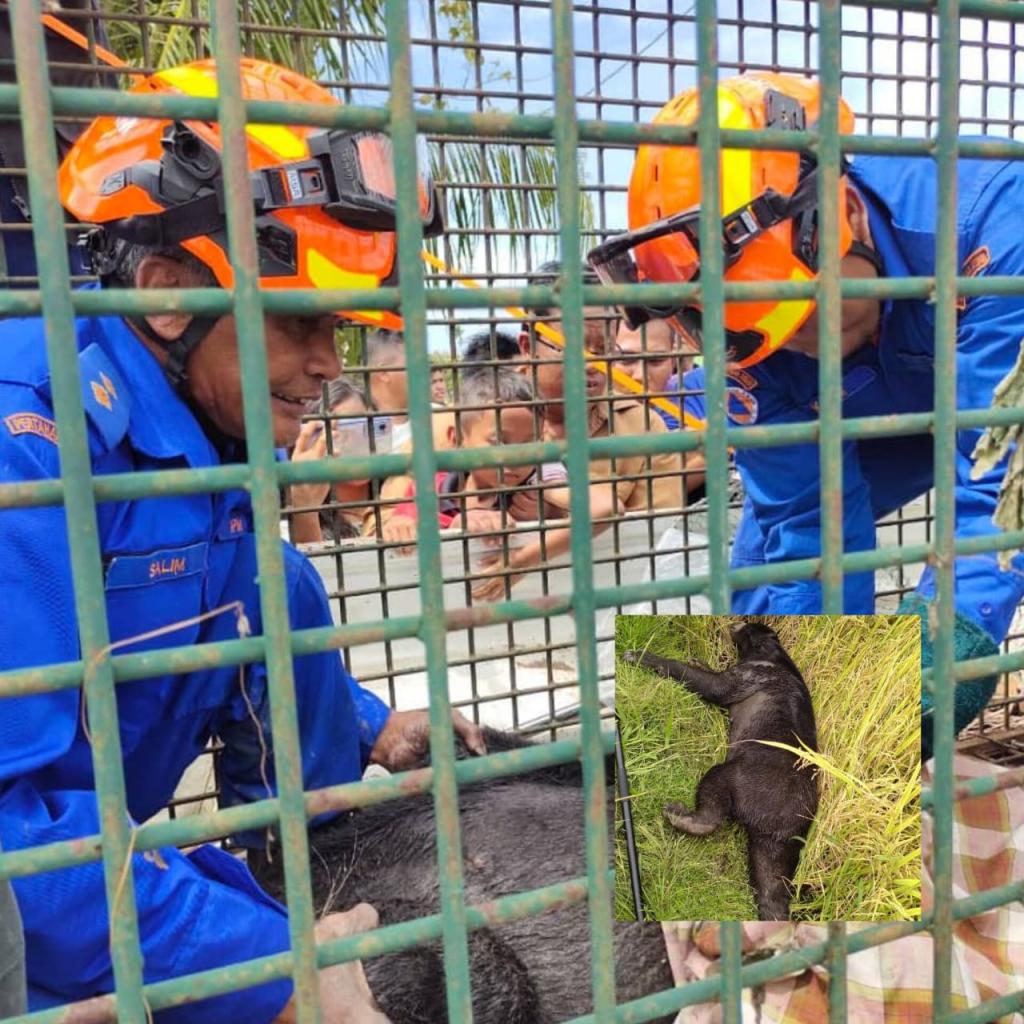 Anggota bomba cedera urat tangan digigit beruang