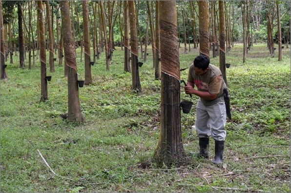 ‘Alangkah baik jika Top Glove kongsi keuntungan dengan penoreh’ – Tuan Ibrahim