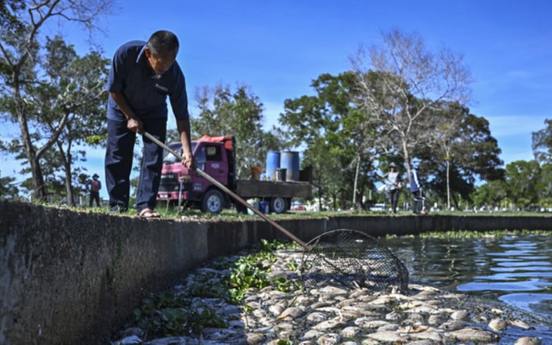 Ribuan ikan mati akibat cuaca panas