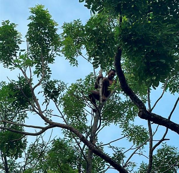 Lelaki kurang siuman tersangkut atas pokok diselamatkan bomba